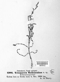 Uromyces salicorniae image